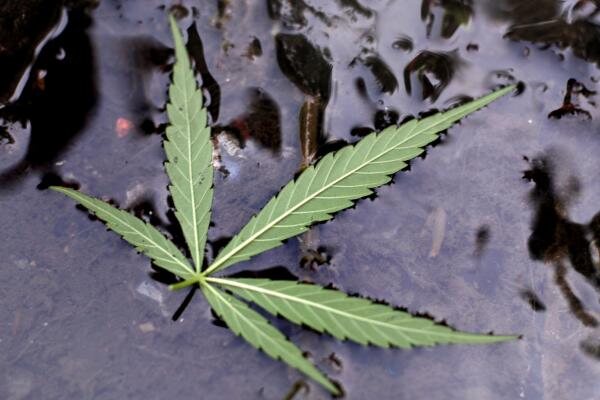 Cannabis leaf illustrating a drug den or former cannabis property in Belfast