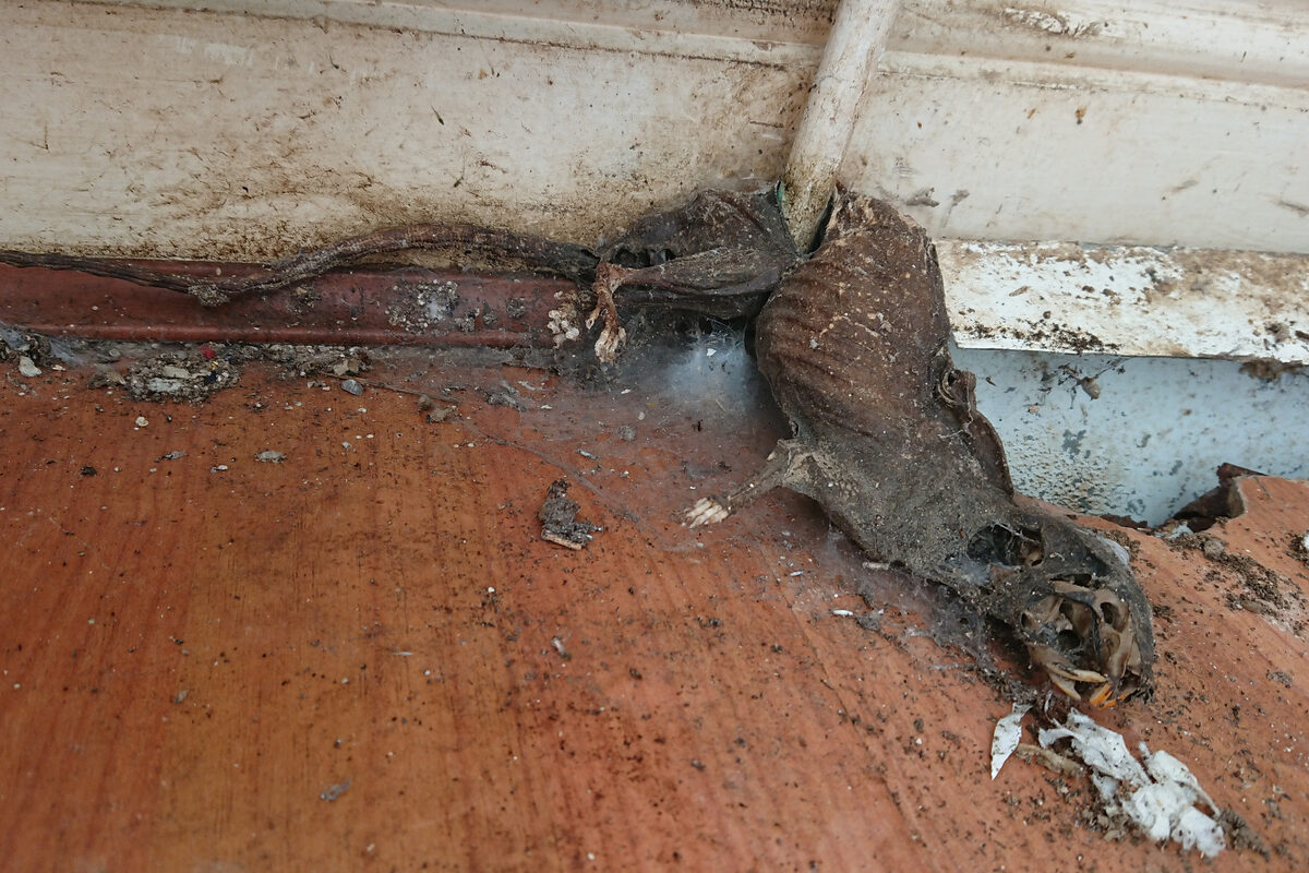 Rodent remains discovered during an extreme property cleaning job