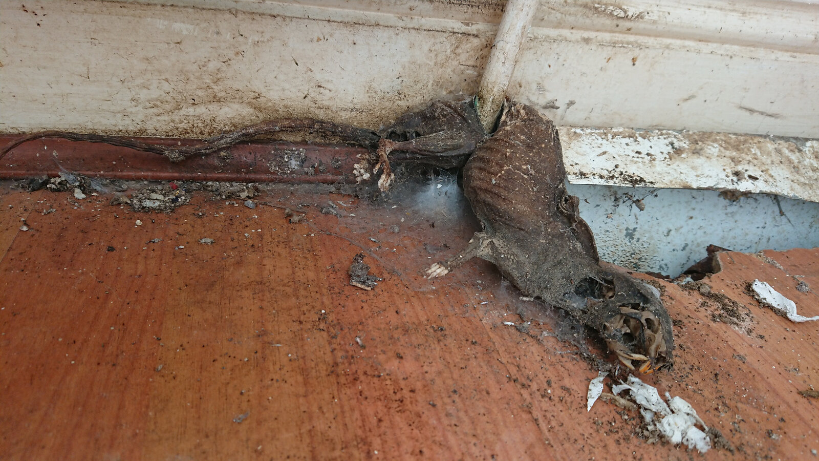 Dead rodent removal during specialist cleaning of a neglected property in Ireland