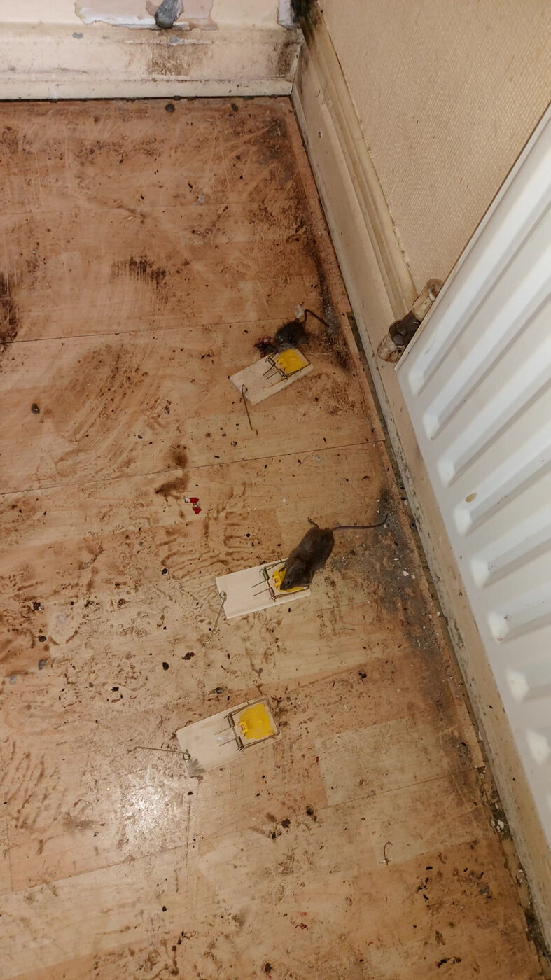 Vermin evidence in a neglected property requiring pest control and fumigation
