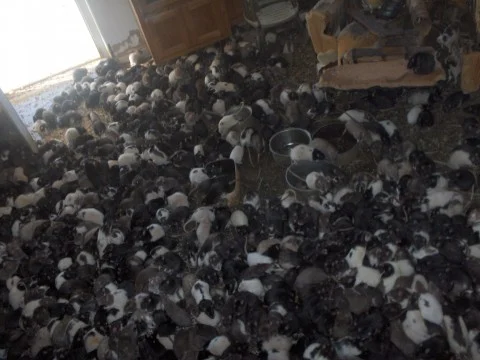 Gross filth cleaning Dublin compulsive hoarding property cleanup