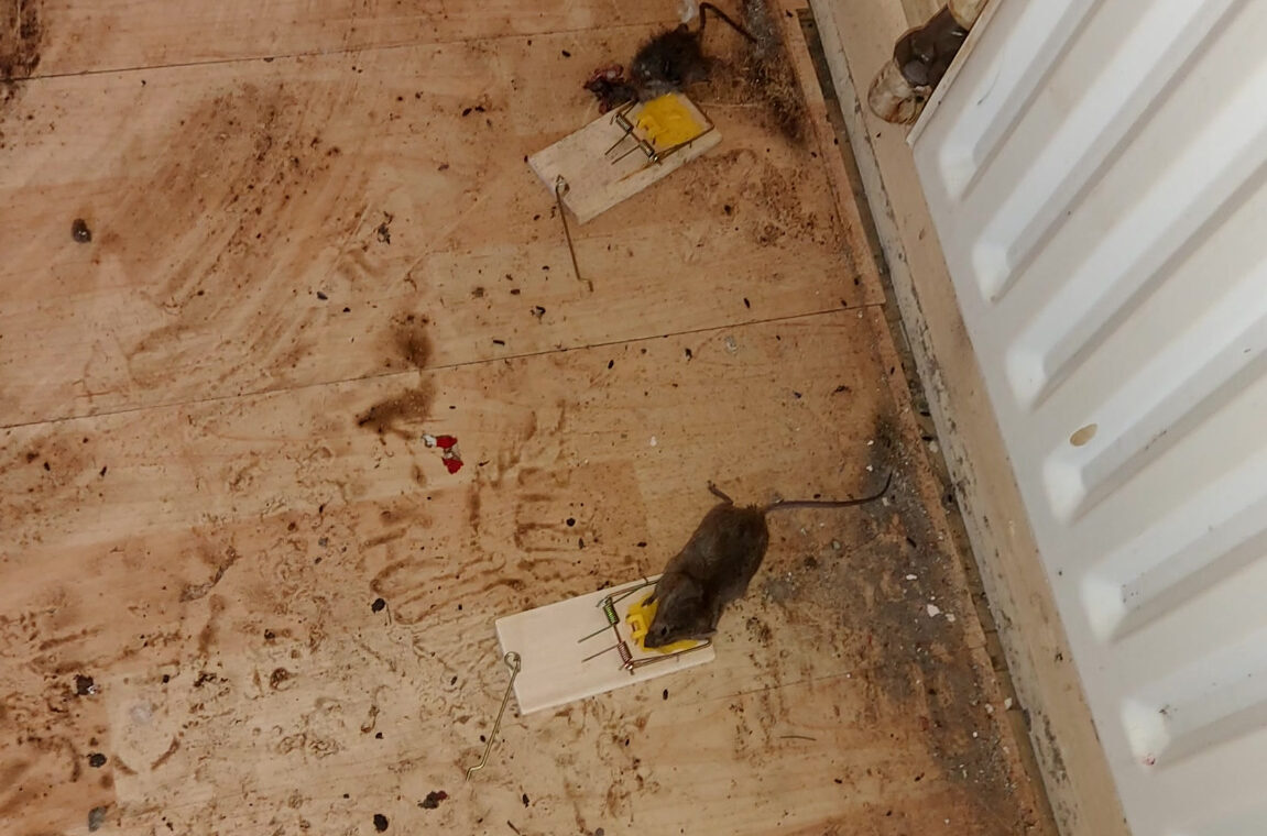 Rodent infestation evidence requiring pest control in Belfast and Northern Ireland