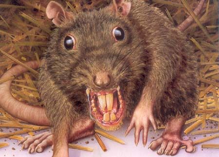 Professional rat control and pest treatment in Northern Ireland