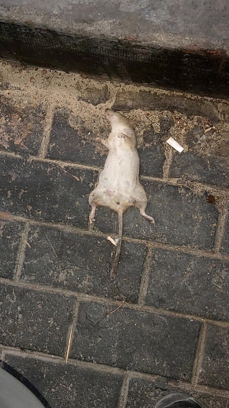 Dead rat found during a property clearance in Northern Ireland